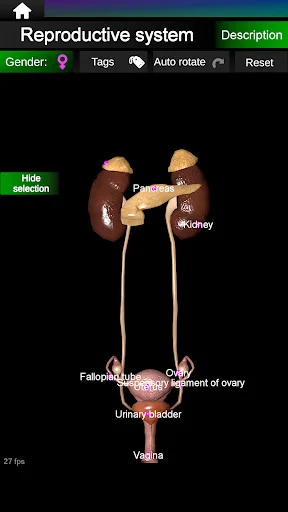 Internal Organs in 3D Anatomy ডাউনলোড করুন – সেরা অ্যানাটমি অ্যাপ - Screenshot 23