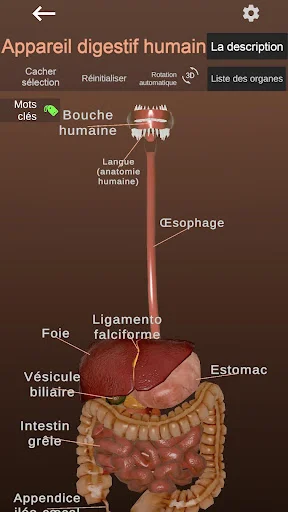 Internal Organs in 3D Anatomy ডাউনলোড করুন – সেরা অ্যানাটমি অ্যাপ - Screenshot 2