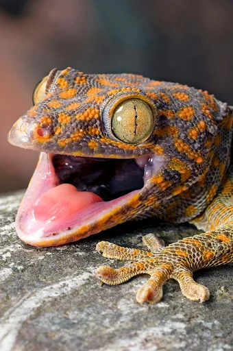 Gecko Sounds ডাউনলোড করুন – সেরা গেকো সাউন্ড ক্লিপস এখন বিনামূল্যে - Screenshot 1