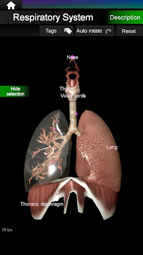Internal Organs in 3D Anatomy ডাউনলোড করুন – সেরা অ্যানাটমি অ্যাপ - Screenshot 20