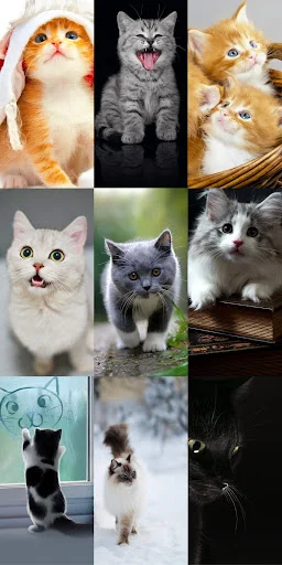 Cute Cat Wallpapers ডাউনলোড করুন – সেরা কিউট বিড়ালের ওয়ালপেপার - Screenshot 7