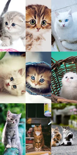 Cute Cat Wallpapers ডাউনলোড করুন – সেরা কিউট বিড়ালের ওয়ালপেপার - Screenshot 19