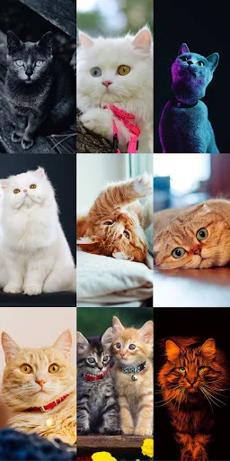 Cute Cat Wallpapers ডাউনলোড করুন – সেরা কিউট বিড়ালের ওয়ালপেপার - Screenshot 14