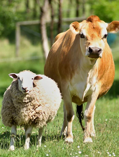 Farm Animal Sounds ডাউনলোড করুন – সেরা পশুর ডাক ও রিংটোন - Screenshot 1