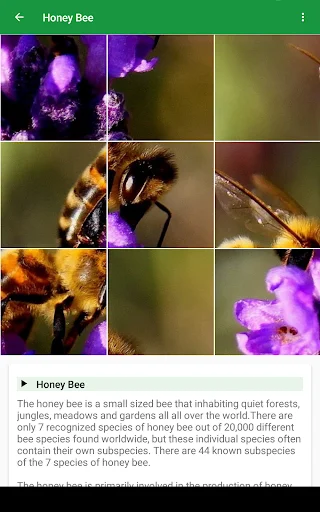 Wild Animals Puzzle ডাউনলোড করুন – বন্যপ্রাণীর মজার পাজল গেম - Screenshot 10